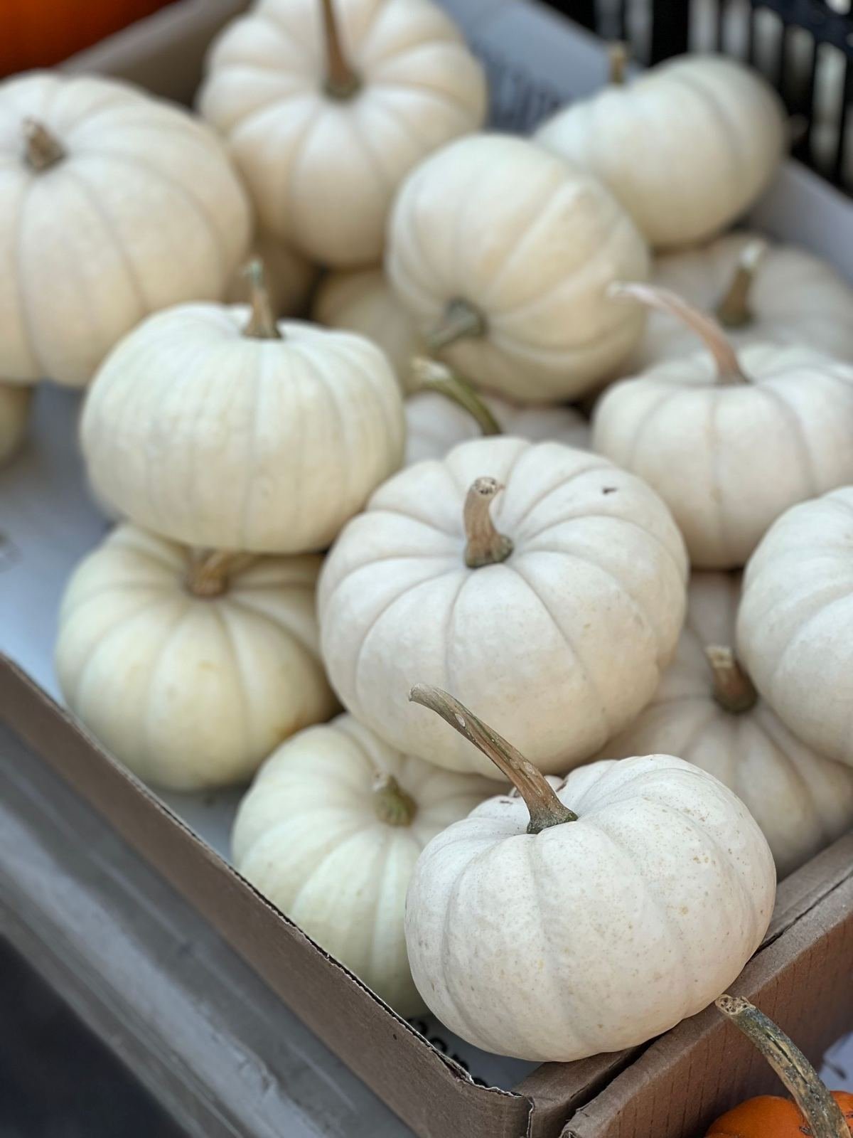 A collection of white pumpkins for neutral autumn decorating